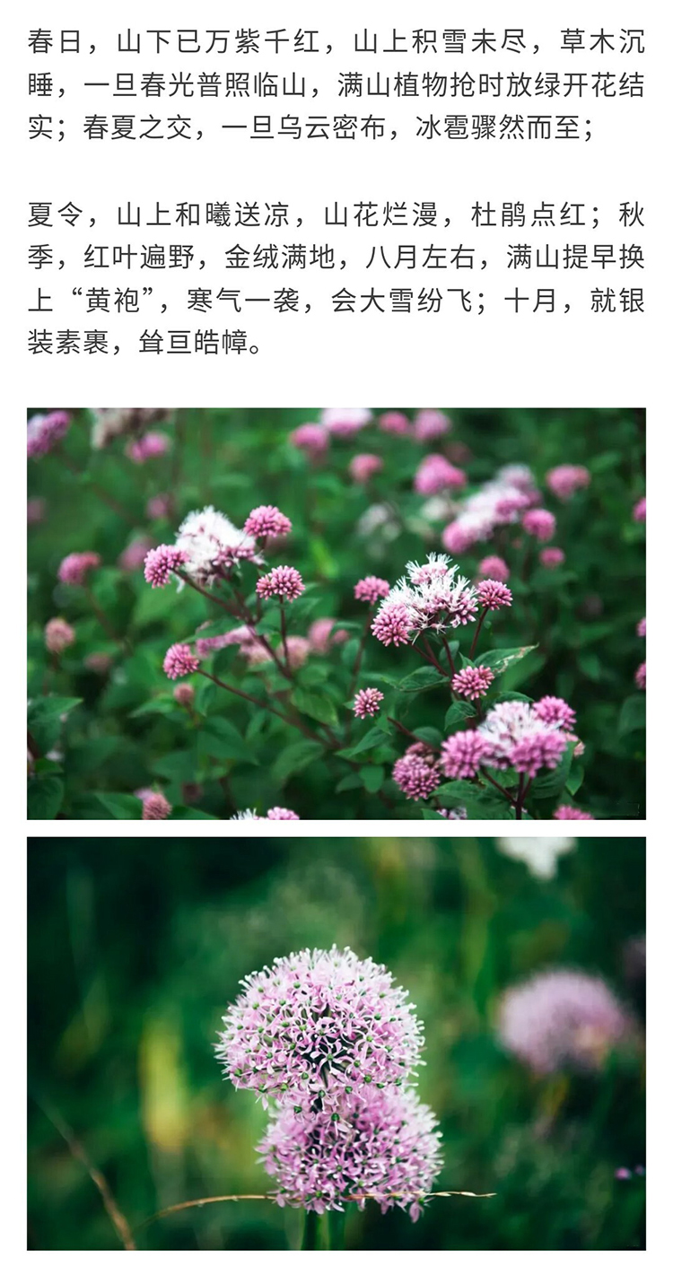 阿西里西-韭菜坪_11