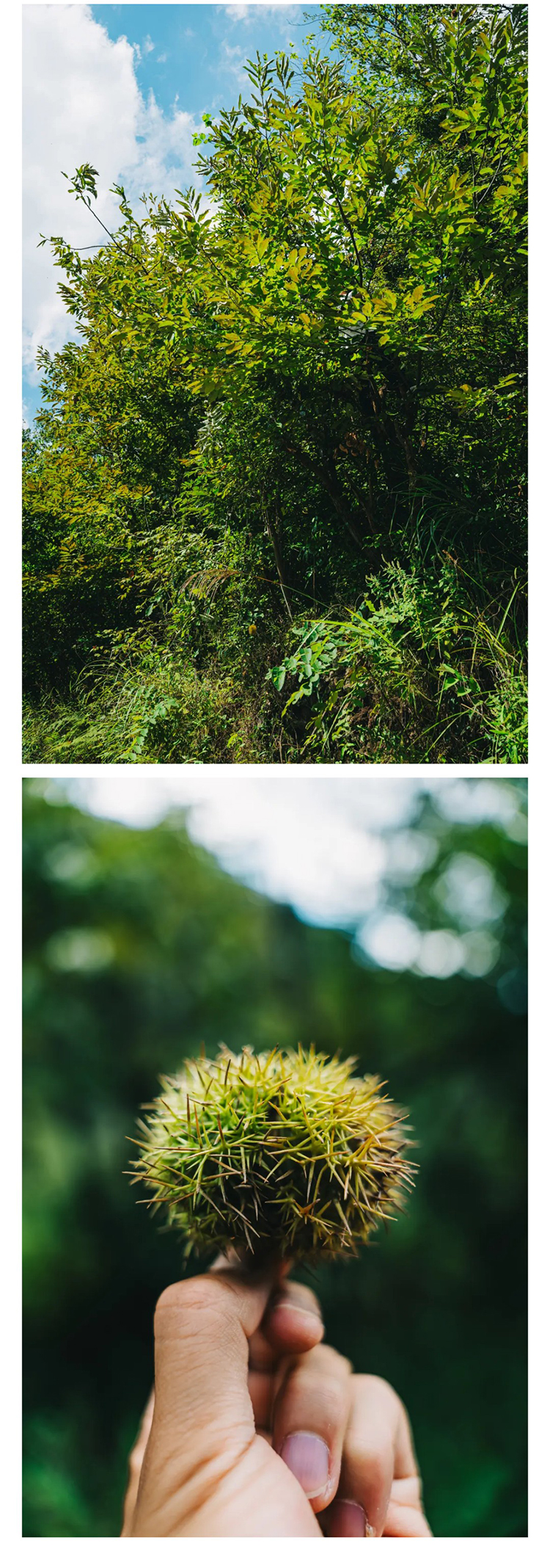 韶音轿顶山-秀米_03