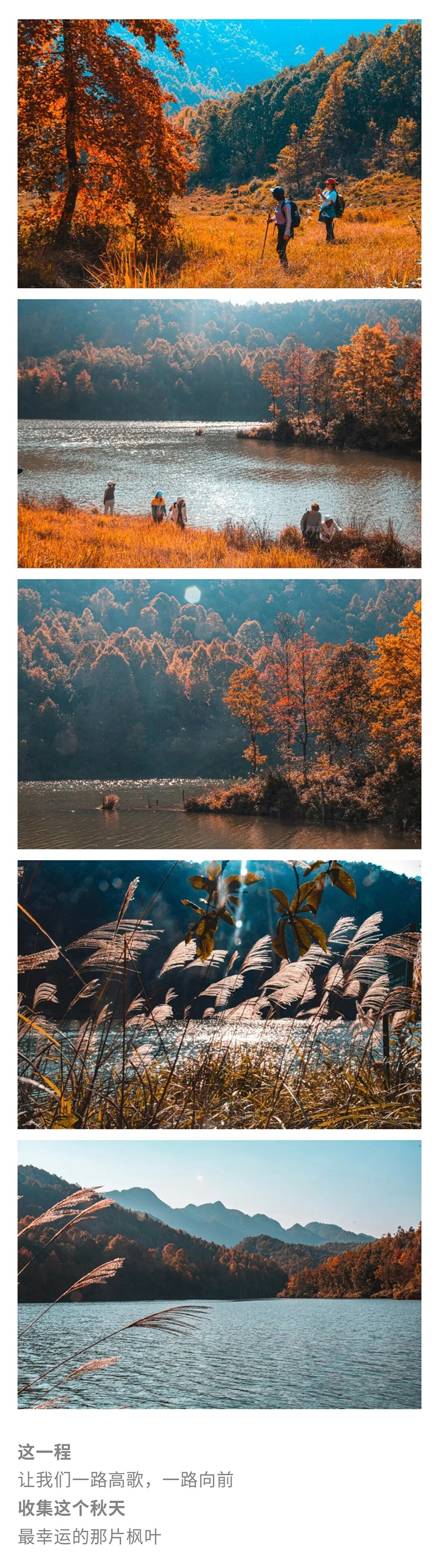 郎岱红枫林-秀米_05