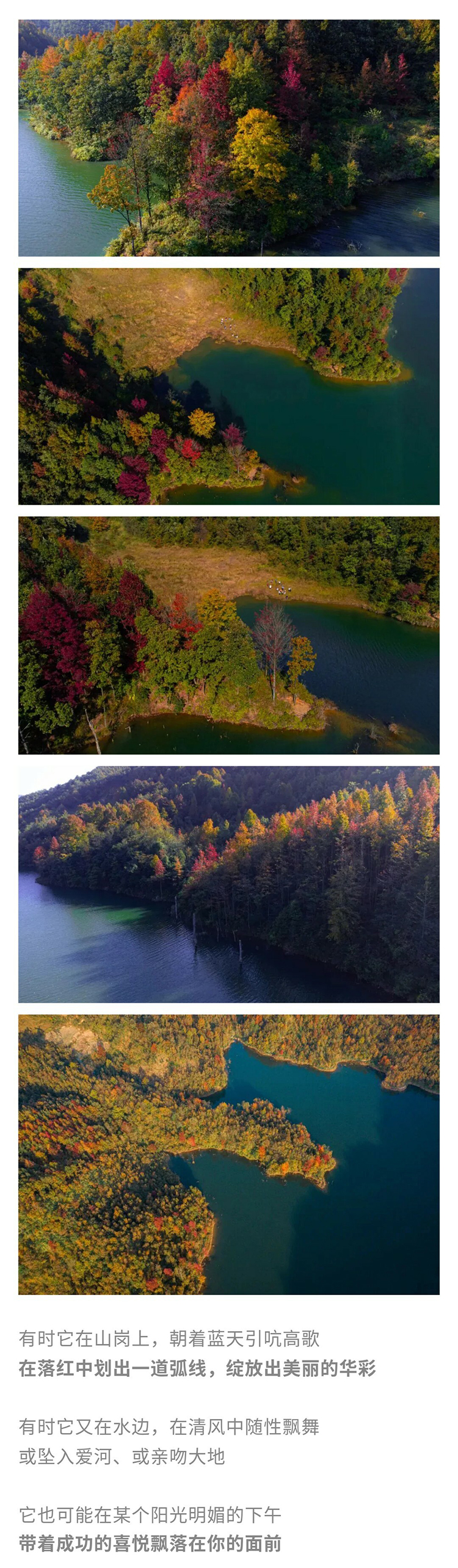 郎岱红枫林-秀米_04