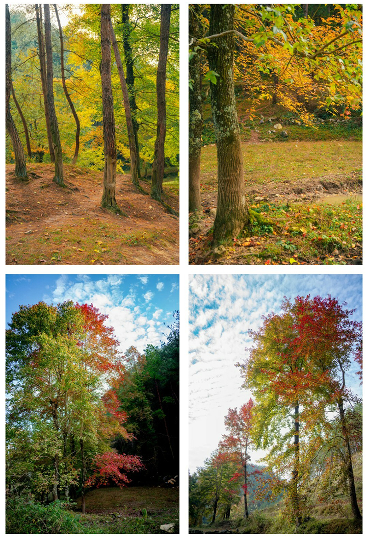 枫叶彩林-徒步野炊-秀米01_04