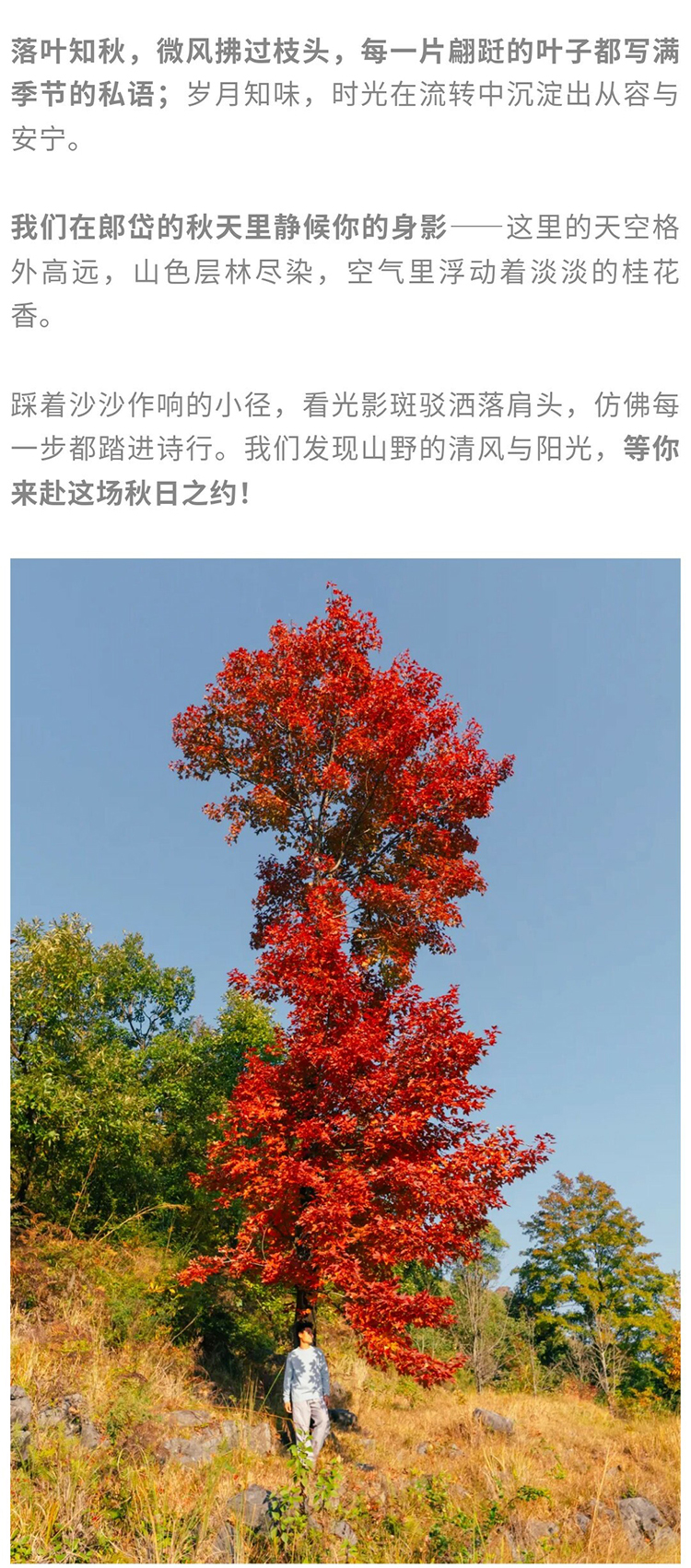 郎岱枫林彩林赏秋_13