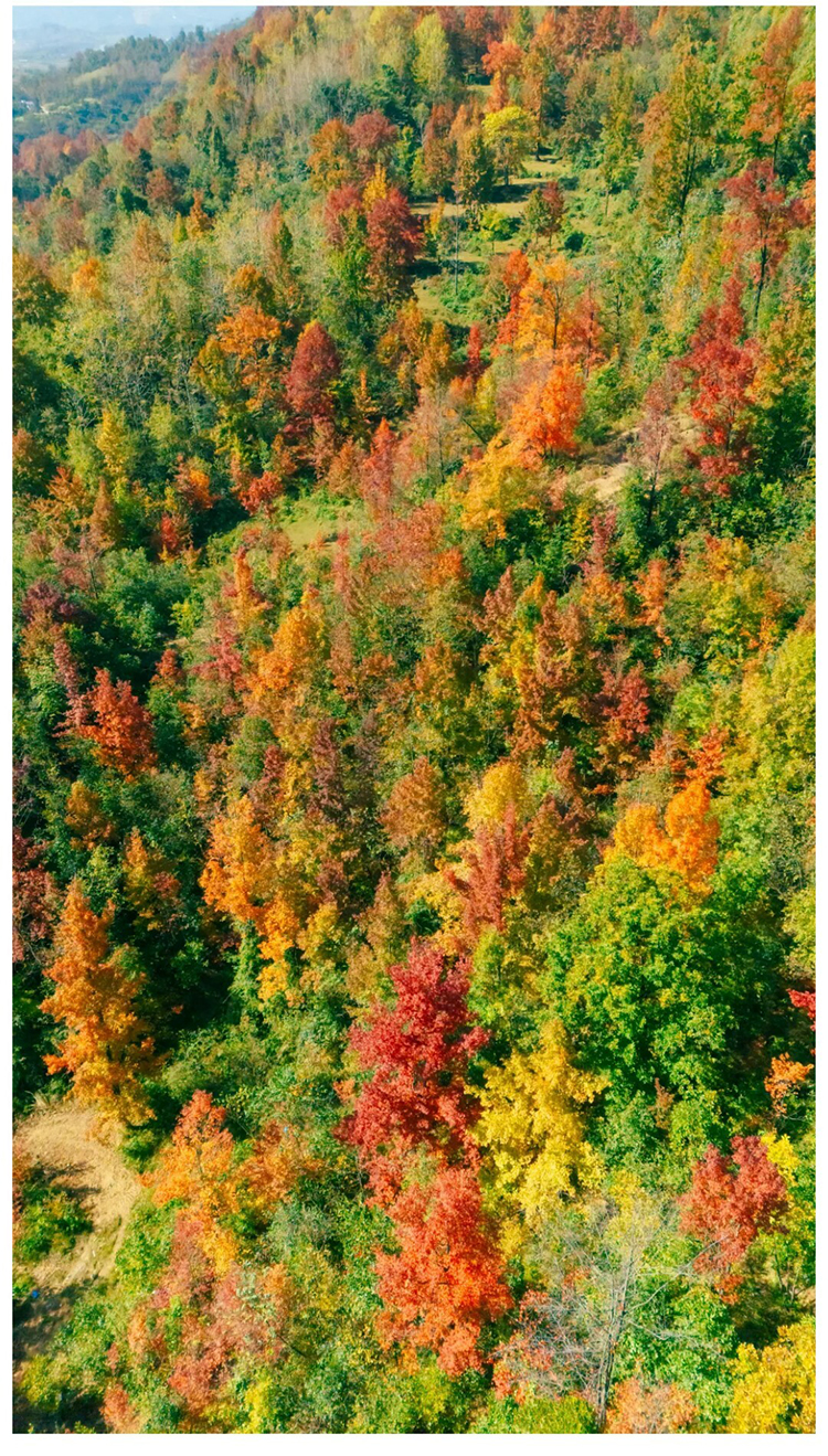 郎岱枫林彩林赏秋_04