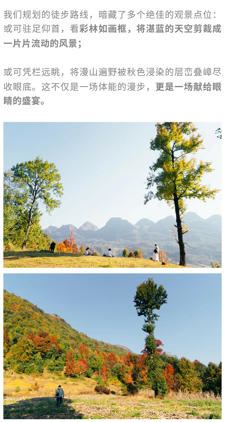 郎岱枫林彩林赏秋_07