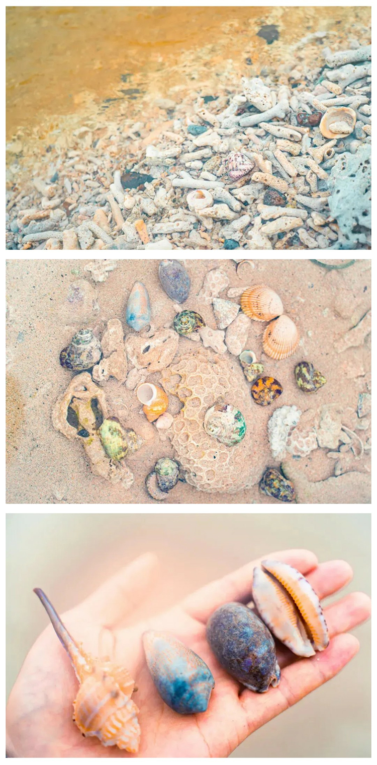 涠洲岛观鲸版01_15