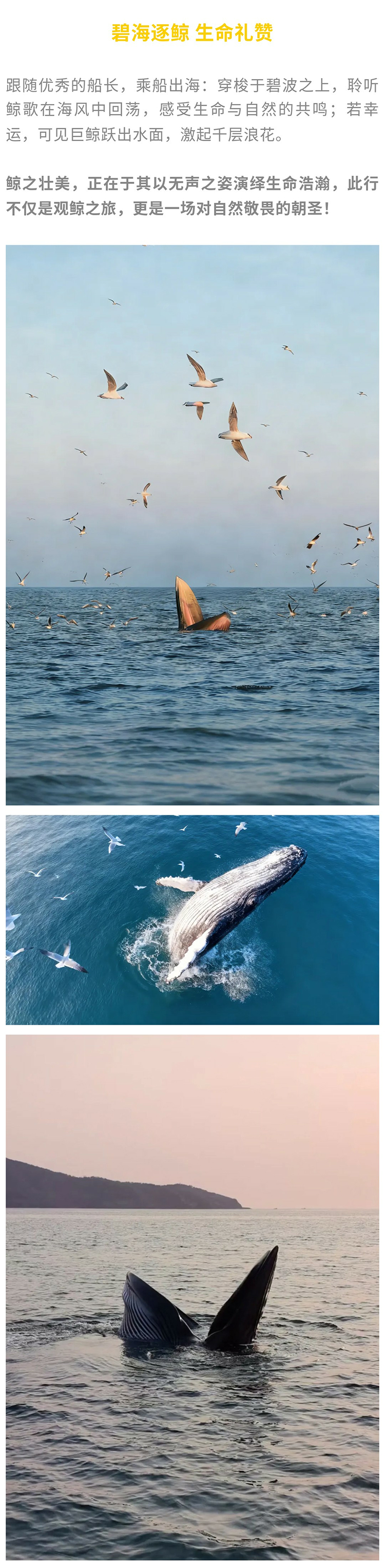 涠洲岛观鲸版01_12