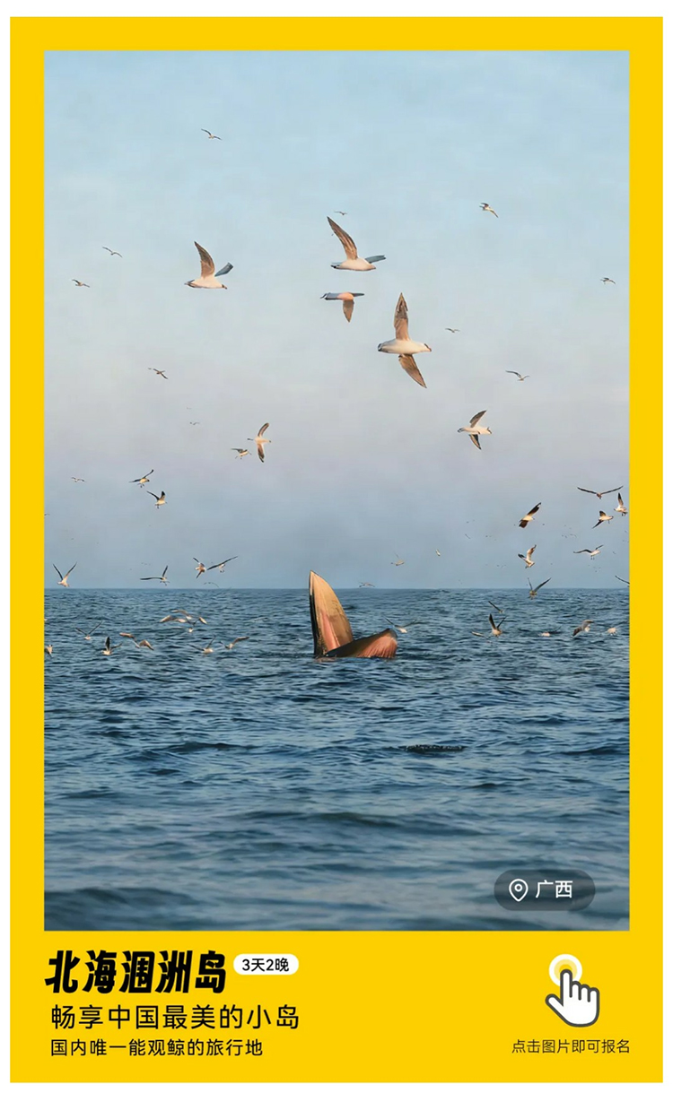 涠洲岛观鲸版01_01