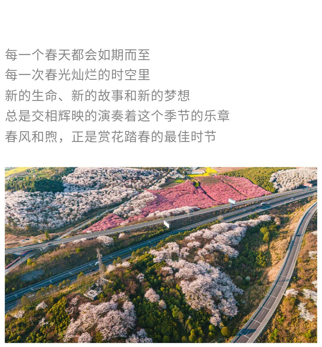 平坝樱花-秀米01_02_01