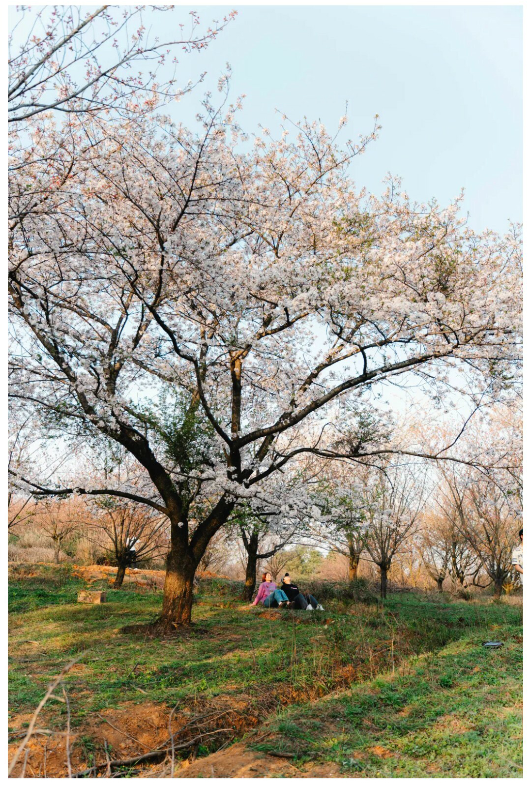 平坝樱花-秀米01_03