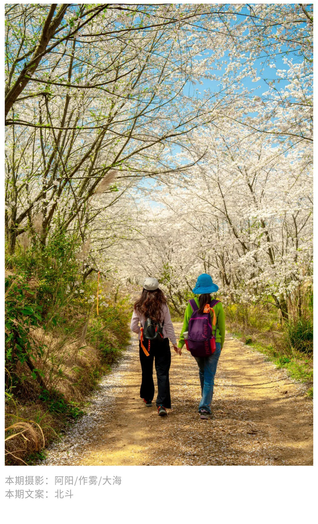 平坝樱花-秀米01_14