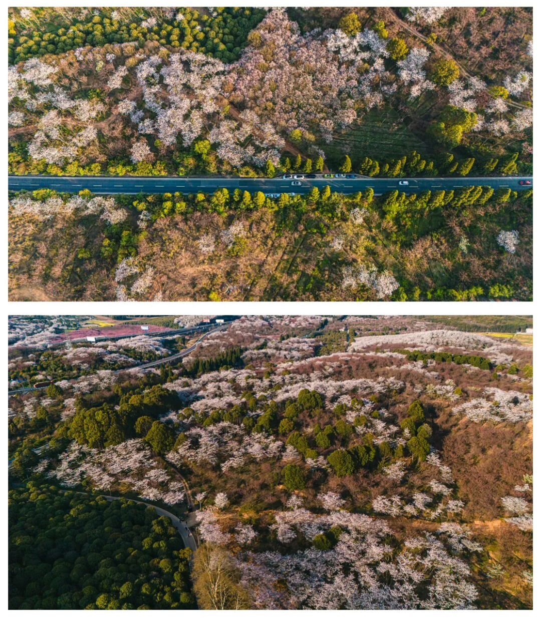 平坝樱花-秀米01_02_02