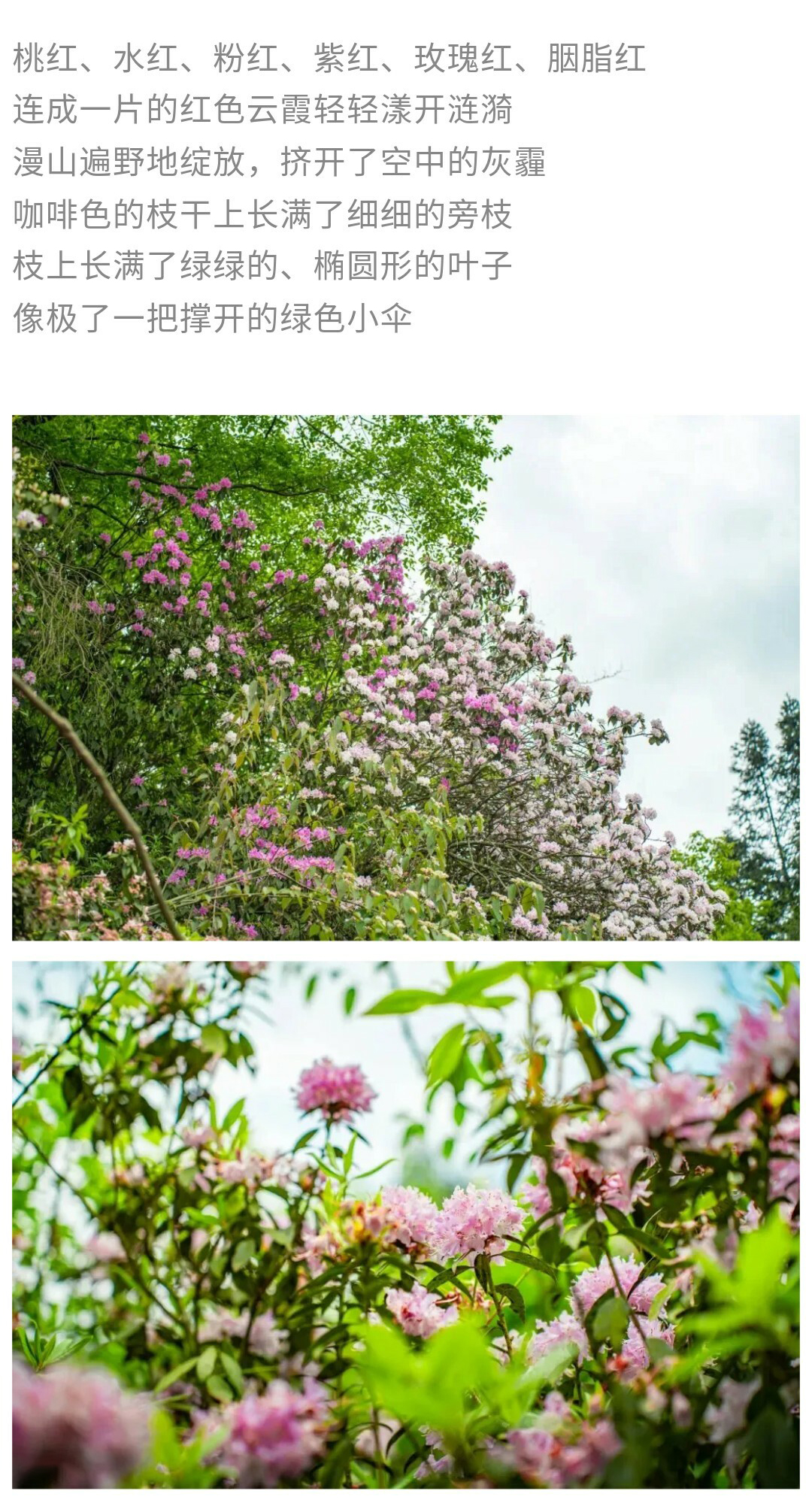 可龙杜鹃-秀米01_05