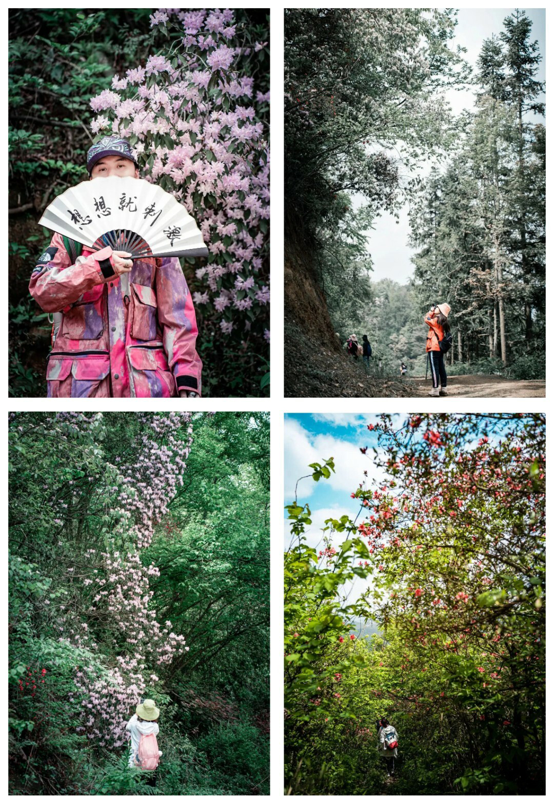 可龙杜鹃-秀米01_04