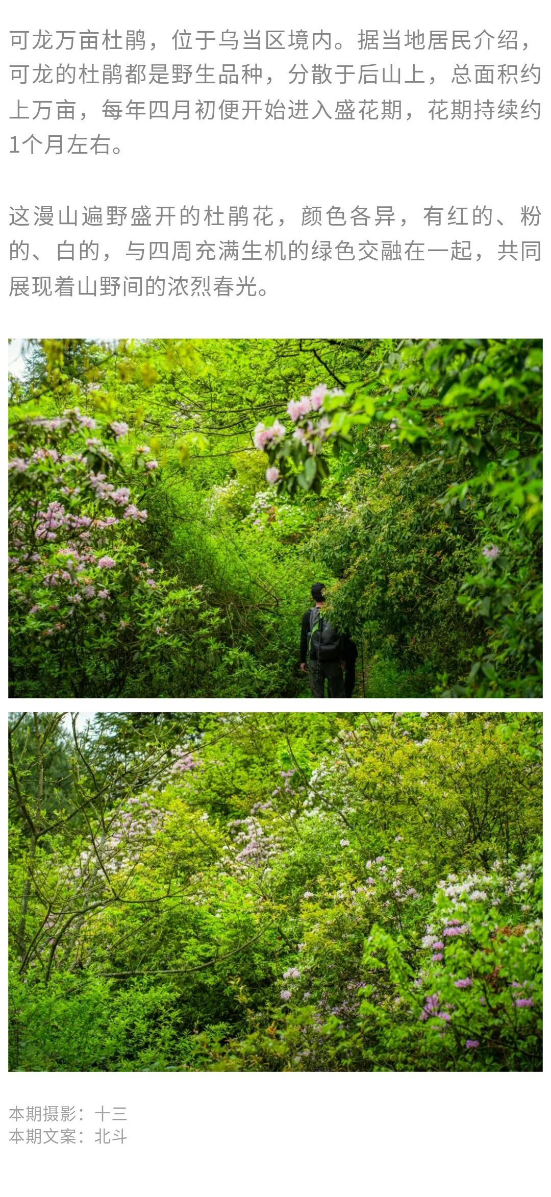 可龙杜鹃-秀米01_11